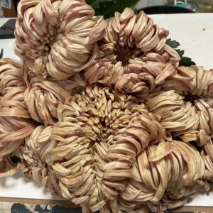 Art. A. CRISANTEMI VIENNA BRONZO